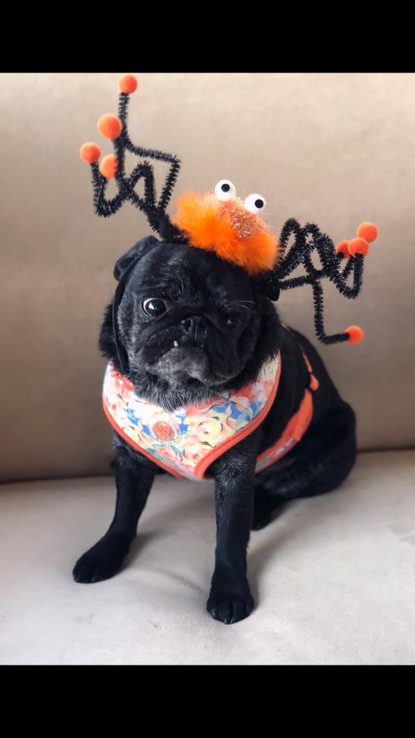 /Images/uploads/PUG NATION RESCUE OF LOS ANGELES/2019pugcalendar/entries/8506thumb.jpg